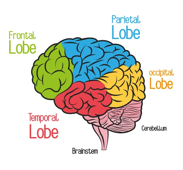 Diseño cerebral. icono del órgano. Ilustración plana, gráfico vectorial — Vector de stock