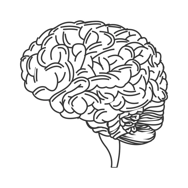Людський мозок значок — стоковий вектор