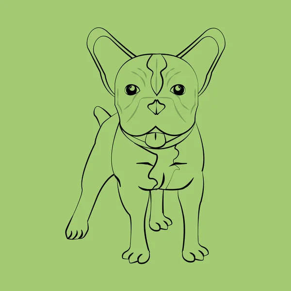 Diseño animal. icono del perro toro francés. Ilustración aislada, vector — Vector de stock