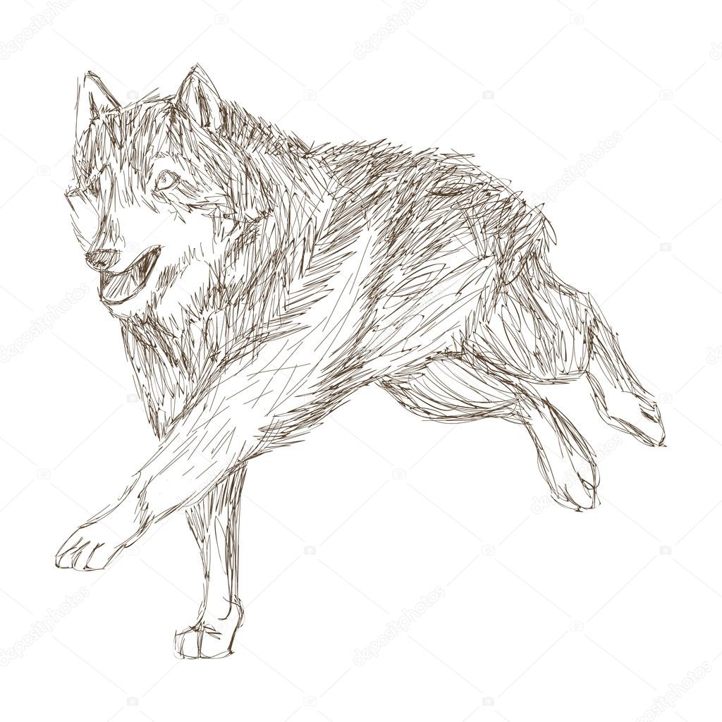 Wolf Running Sketch Wolf Running Sketch Icon Stock