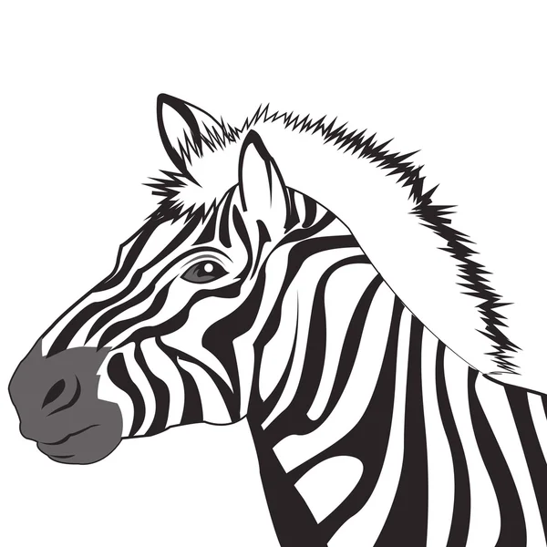 Zebra icon. Animal and art design. Vector graphic — Stockový vektor