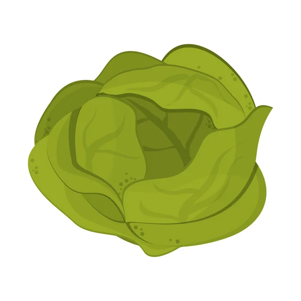 Whole lettuce icon — Stock Vector © jemastock #118447962