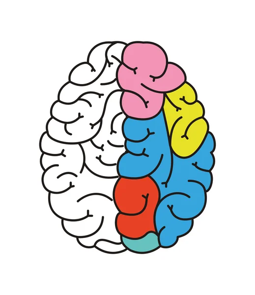 Human brain cartoon icon — Stock Vector