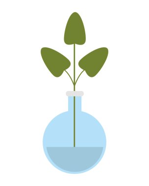 şişesi kutsal kişilerin resmi içinde bitki