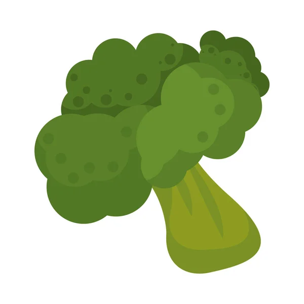 Brócoli naturaleza vegetal fresca icono — Vector de stock