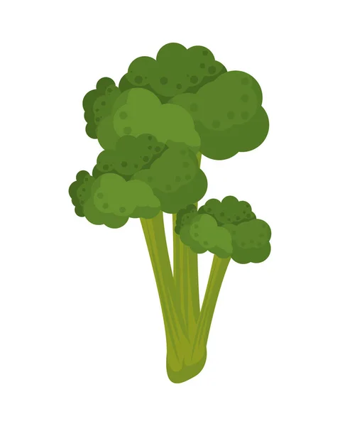 Brócoli naturaleza vegetal fresca icono — Vector de stock