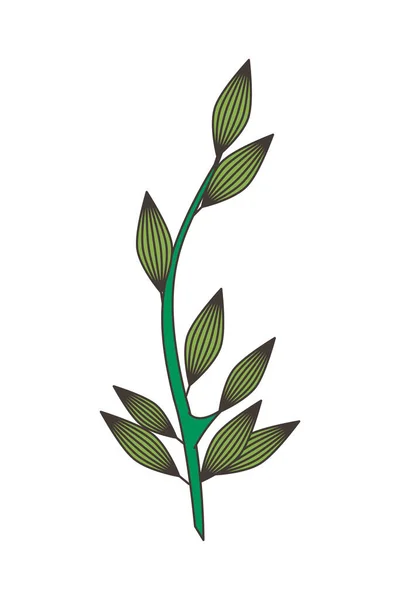 Branch with leafs plant nature icon — Stock Vector