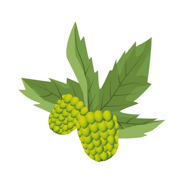 Hops and leafs plant icon — 스톡 벡터