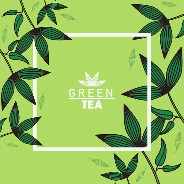 Cartel de letras de té verde con hojas y marco cuadrado — Vector de stock