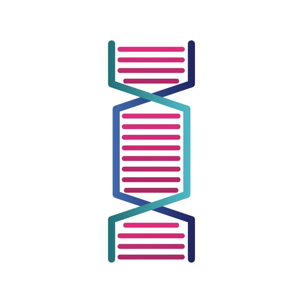 Dna molecule structure isolated icon — Stock Vector