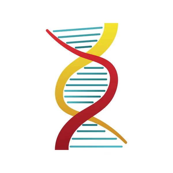 Dna molecule structure isolated icon — Stock Vector