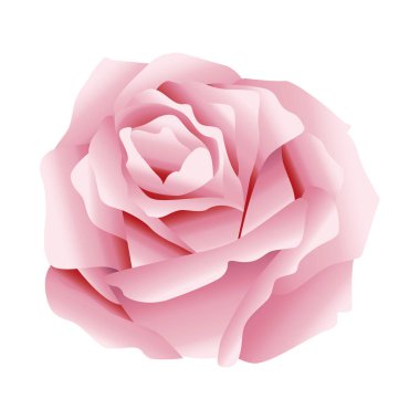 Pembe gül çiçeği doğa simgesi