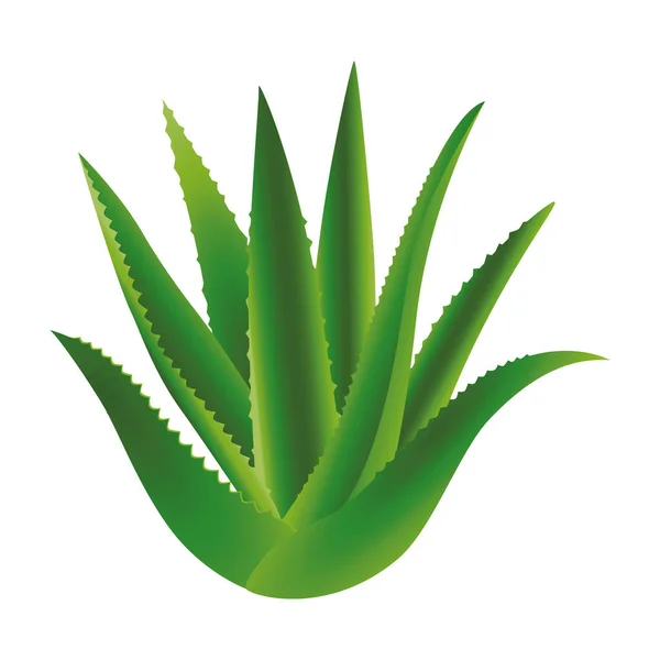 Aloe planta hojas naturaleza icono — Vector de stock