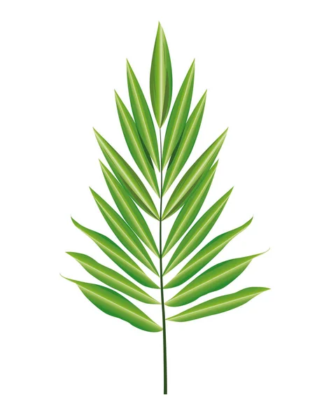 Tropisches Palmblatt Natur-Ikone — Stockvektor