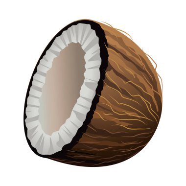 taze ve lezzetli tropikal hindistan cevizi yarı meyve