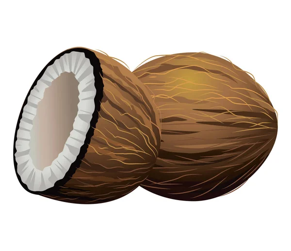 신선하고 맛있는 열 대 코코넛 열매 — 스톡 벡터