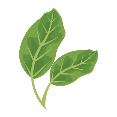Yapraklar bitki doğa izole ikonlar