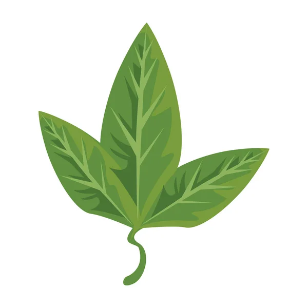 Üç yaprak bitki yeşil doğa izole ikonlar — Stok Vektör