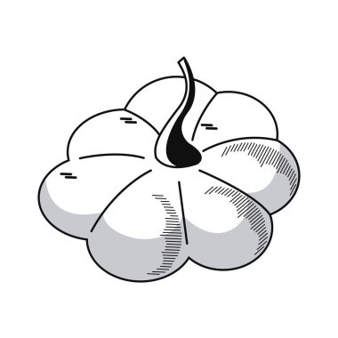 Taze kabak sebzesi izole edilmiş ikon