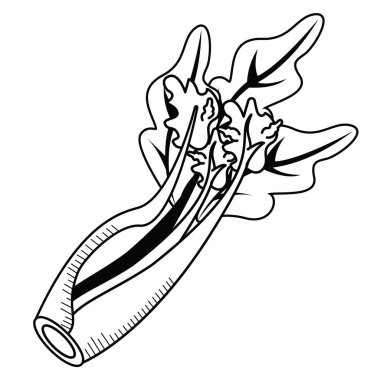 taze soğan dalı sebze çizilmiş ikon