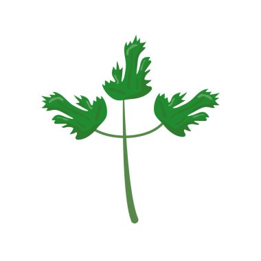 Kişniş sebze, sağlıklı yiyecek ikonu