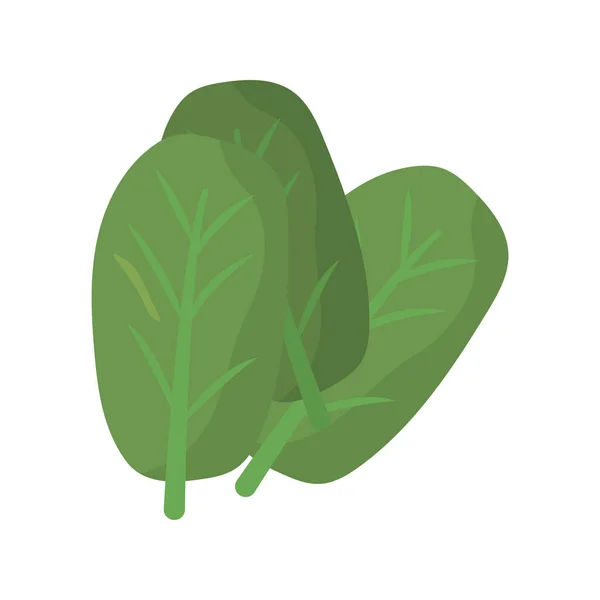 Spinach vegetable healthy food icon — Stock Vector