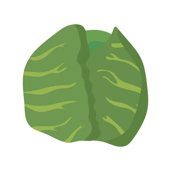 Zelí zelenina zdravé potraviny ikona — Stockový vektor
