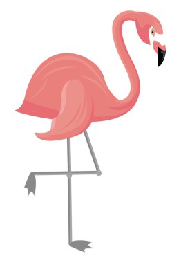 Flamingo tropikal kuşu