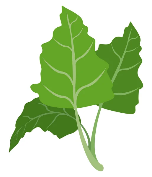 Hojas de cilantro vegetal — Vector de stock