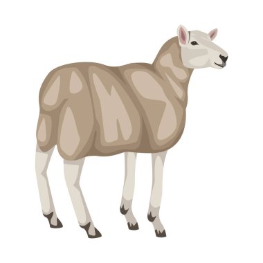 koyun çiftliği hayvanı