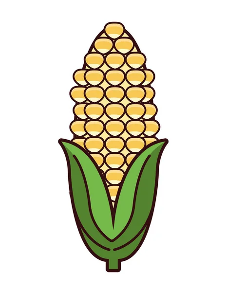 Corn cob vegetable — Stock Vector