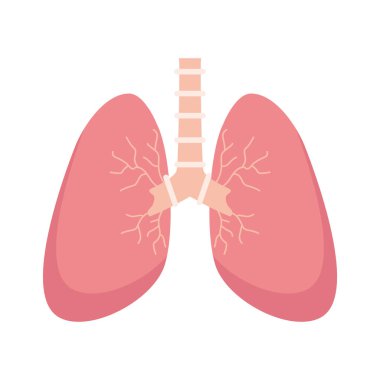 akciğerler insan organı