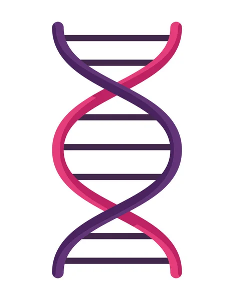 Спіраль ДНК молекули — стоковий вектор