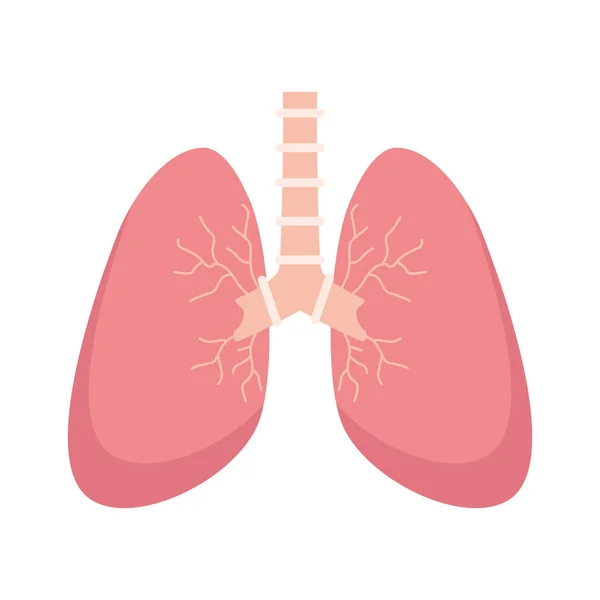 Polmoni organo umano — Vettoriale Stock