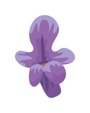 güzel lavanta çiçeği