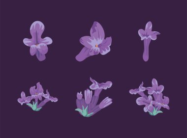 Altı lavanta çiçeği