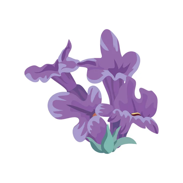 Lila levendula virágok és levelek — Stock Vector