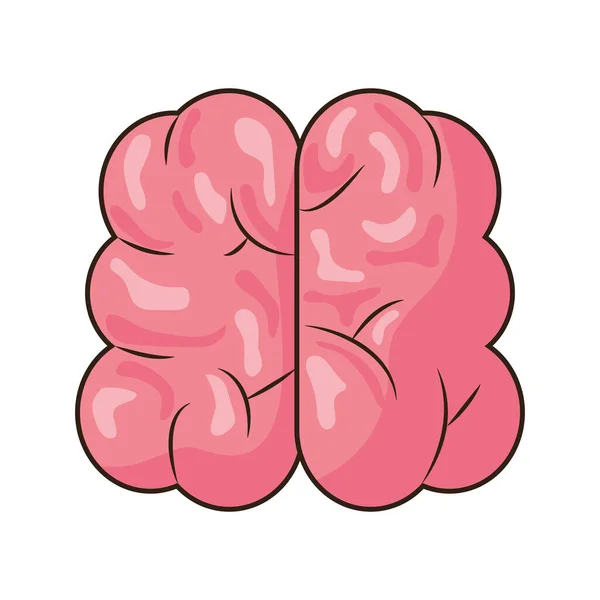 Brain human organ — Stock Vector