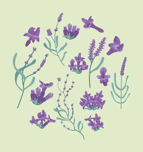 Círculo de flores de lavanda — Archivo Imágenes Vectoriales