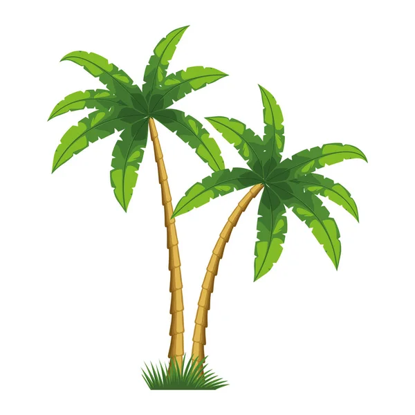 Dos palmeras de árboles tropicales — Vector de stock