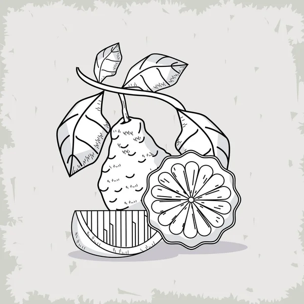 Iconos de frutas de bergamota — Archivo Imágenes Vectoriales