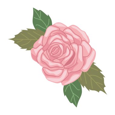 bahar pembe gül çiçeği