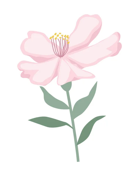 Flor de jardim rosa —  Vetores de Stock