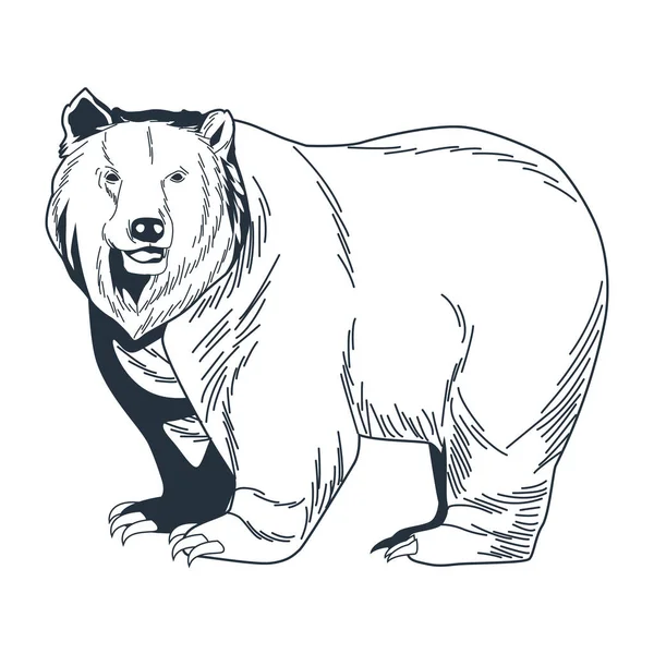 곰 회색곰 — 스톡 벡터