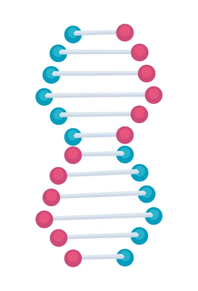 Struktura molekuly DNA — Stockový vektor