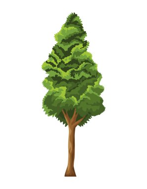 çam ağacı bitkisi