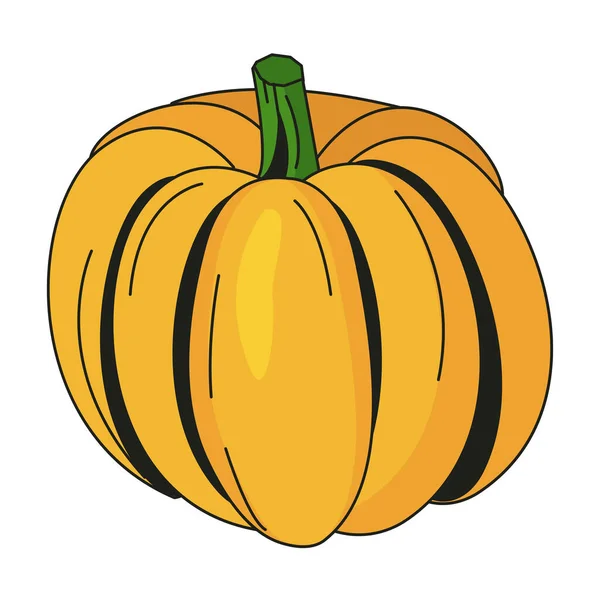 Calabaza aislada vegetal — Archivo Imágenes Vectoriales