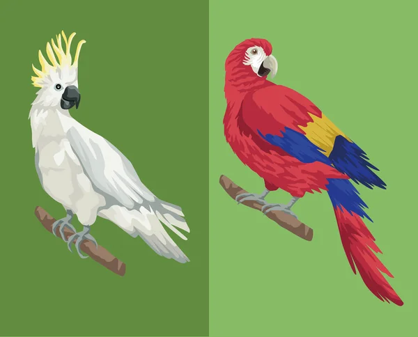 Parrot and cockatoo — Stok Vektör