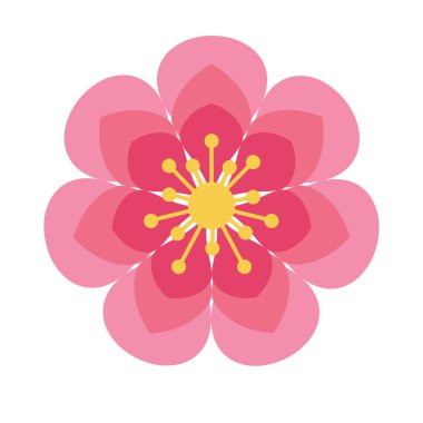 Pembe Çin Çiçeği