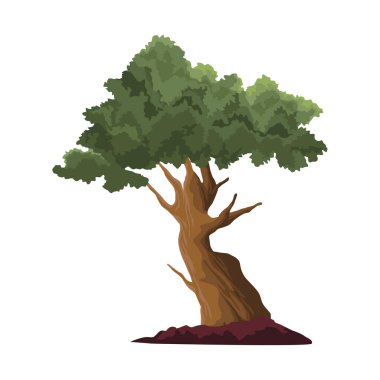 güzellik ağacı bitkisi